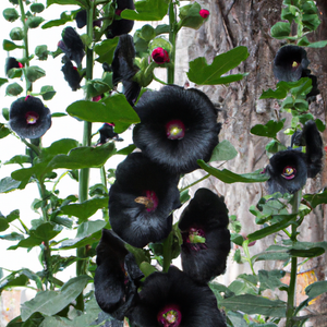 Hollyhocks Single Black Flower Seeds