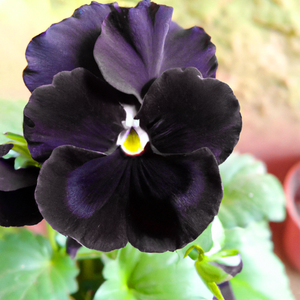 Viola Back to Black Flower Seeds