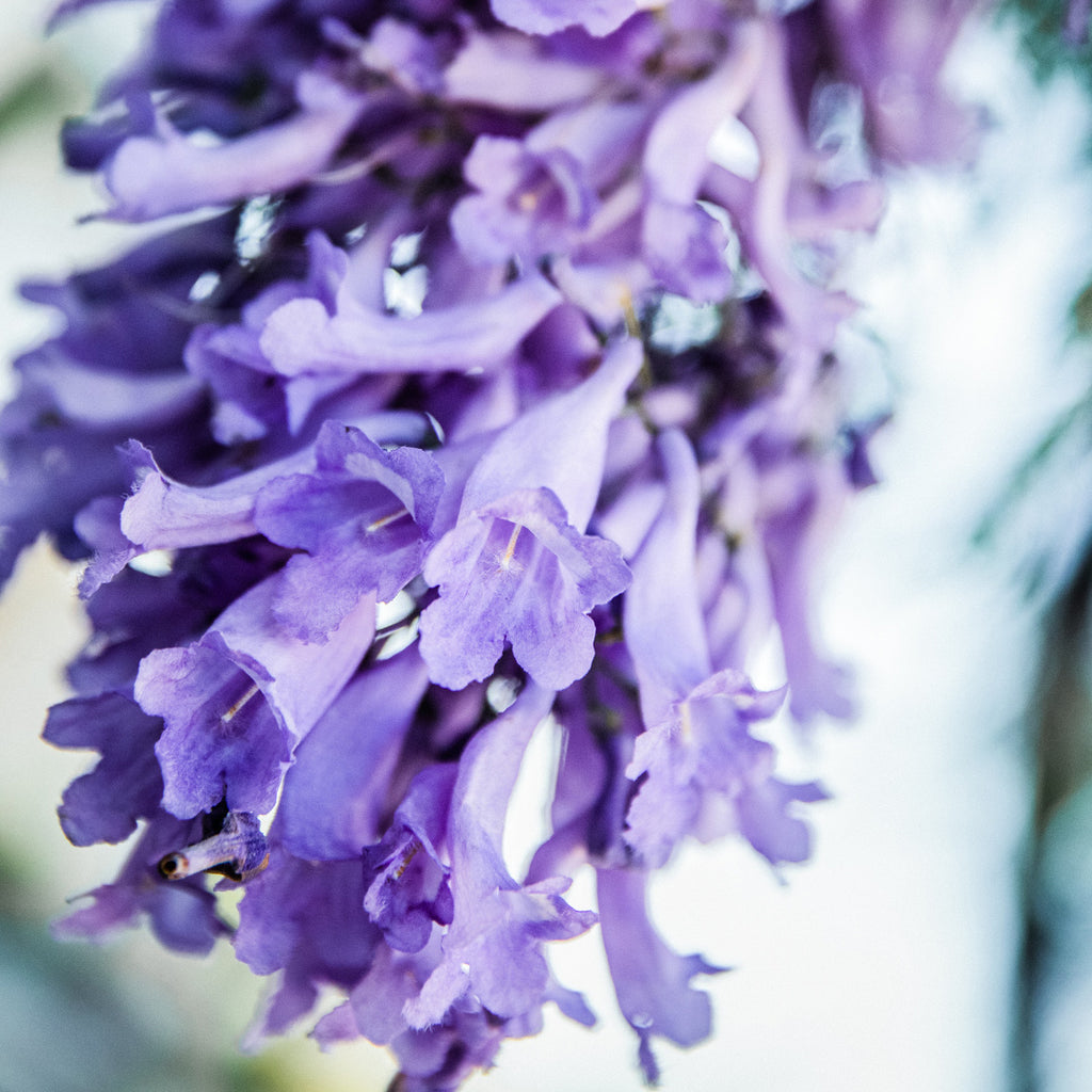 jacaranda house plant Blue Jacaranda Houseplant Seeds – Easy Grow Seeds