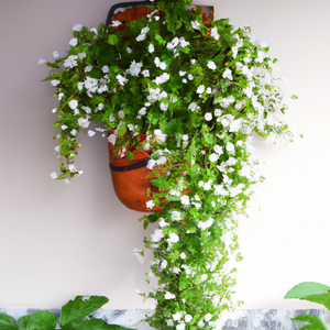 Smilax Bridal Creeper Houseplant Seeds