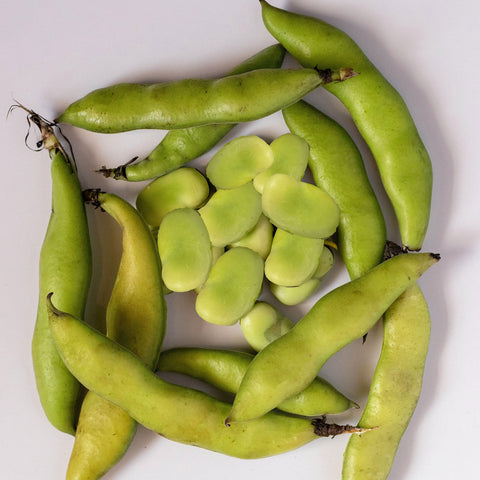 Broad Bean Super Aquadulce Seeds