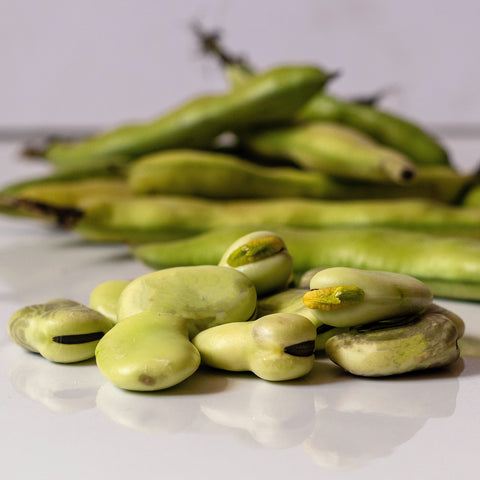 Broad Bean Bunyards Exhibition Seeds