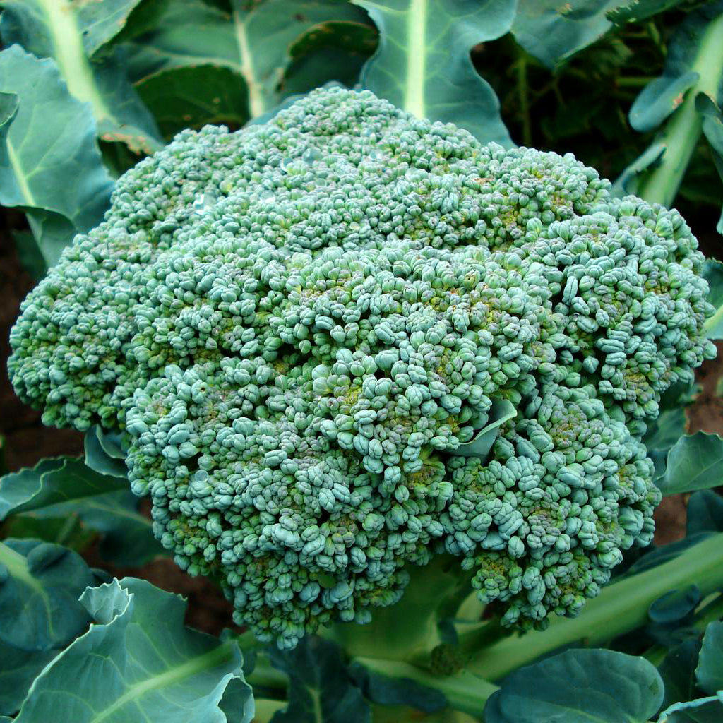 Broccoli Calabrese Marathon Vegetable Seeds