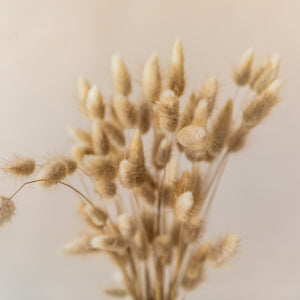 Lagurus Ovatus Bunny Tails Ornamental Grass Seeds