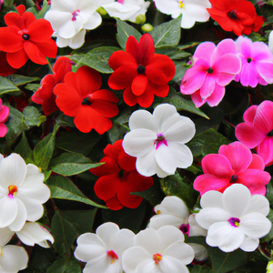 Busy Lizzie F2 Dwarf Mixed Impatiens Safari Flower Seeds