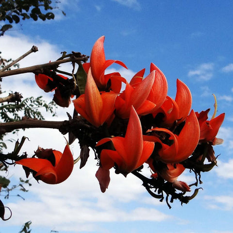 Flame of the Forest Bonsai Houseplant Seeds