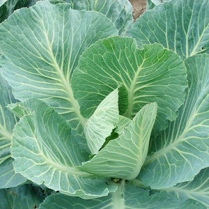 Cabbage Brunswick Seeds