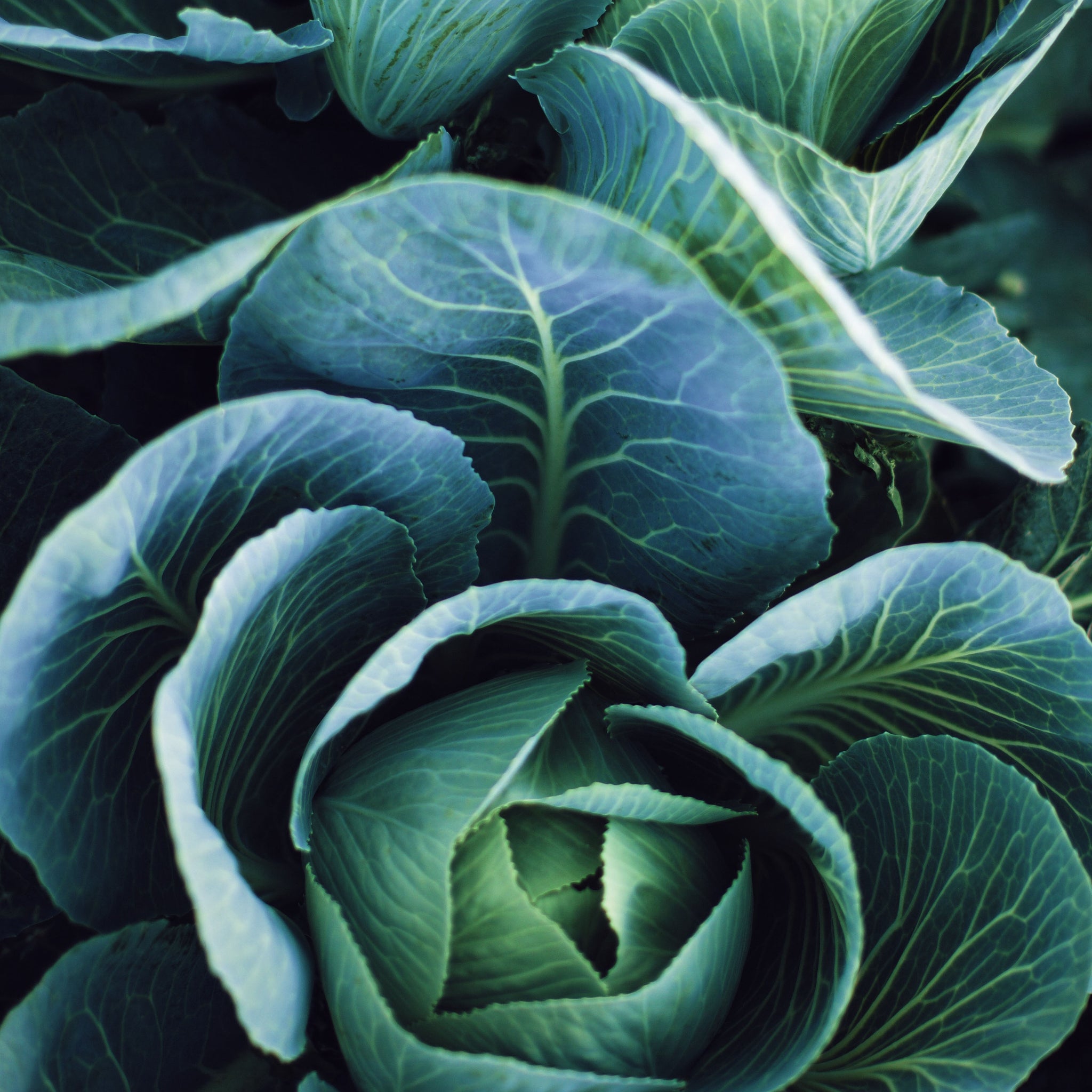 Cabbage F1 Winterjewel Seeds