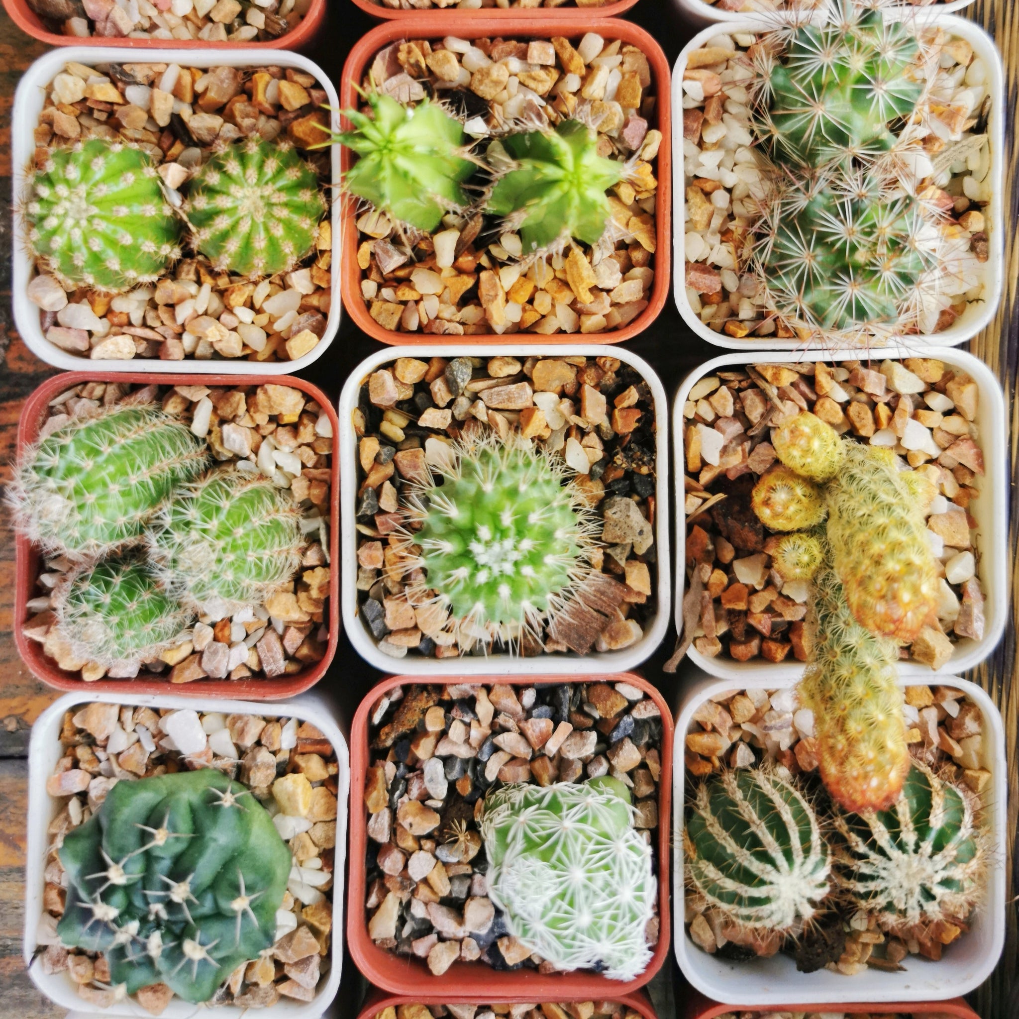 Cactus Crown Houseplant Seeds