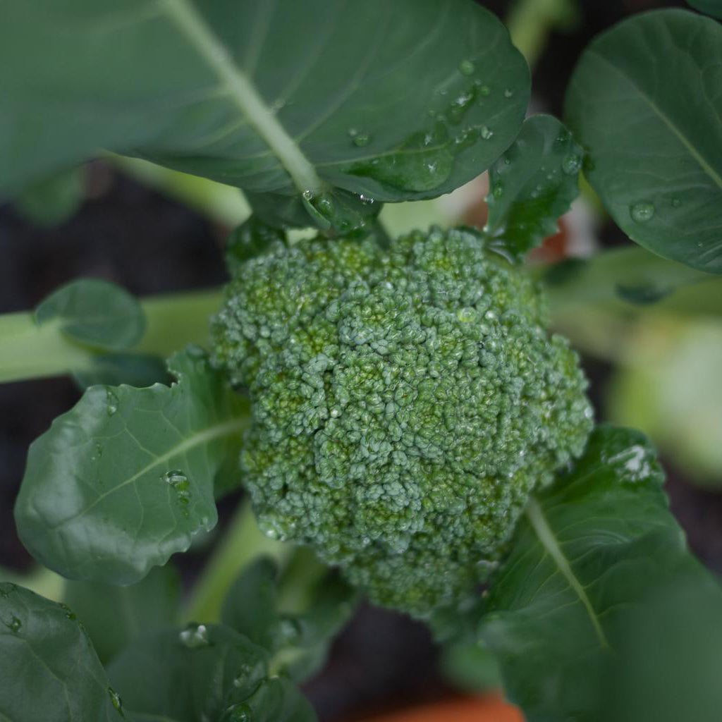 Sprouting Green Calabrese Broccoli Vegetable Seeds – Easy Grow Seeds