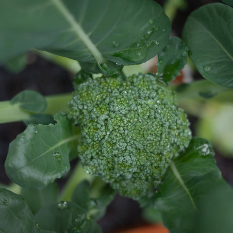Sprouting Green Calabrese Broccoli Vegetable Seeds