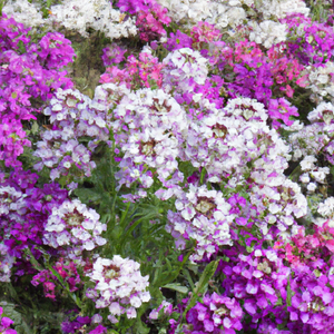 Candytuft Crown Mixed Flower Seeds