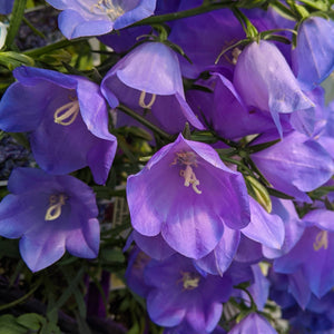 Canterbury Bells Calycanthema Mixed Flower Seeds