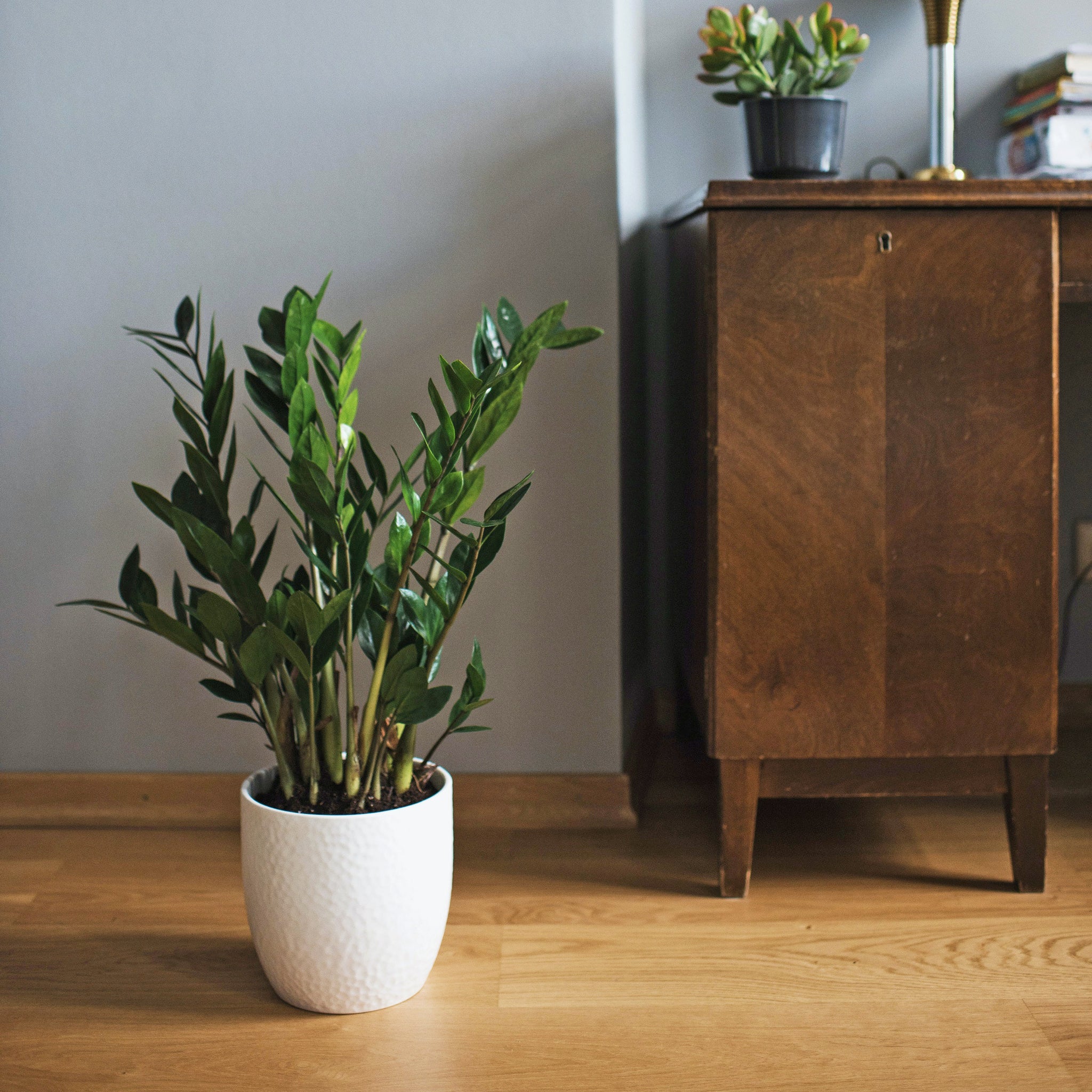 cardboard plant seeds Cardboard Palm Zamia Furfuracea Houseplant Seeds – Easy Grow Seeds