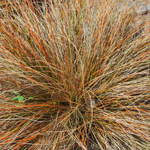 Bronze Curls Carex Comans Ornamental Grass Seeds