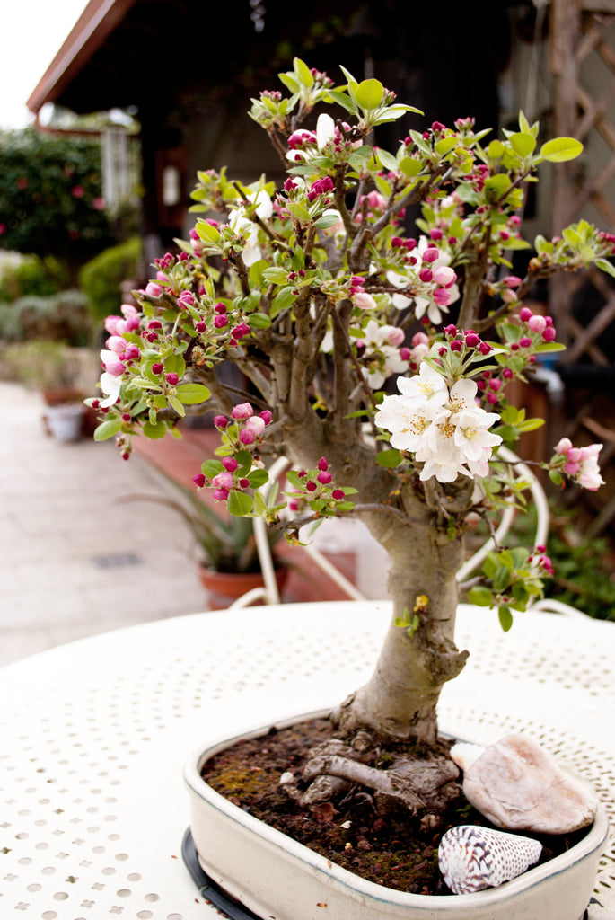 apple tree bonsai from seed Cassia Javanica Apple Blossom Bonsai Houseplant Seeds – Easy Grow Seeds