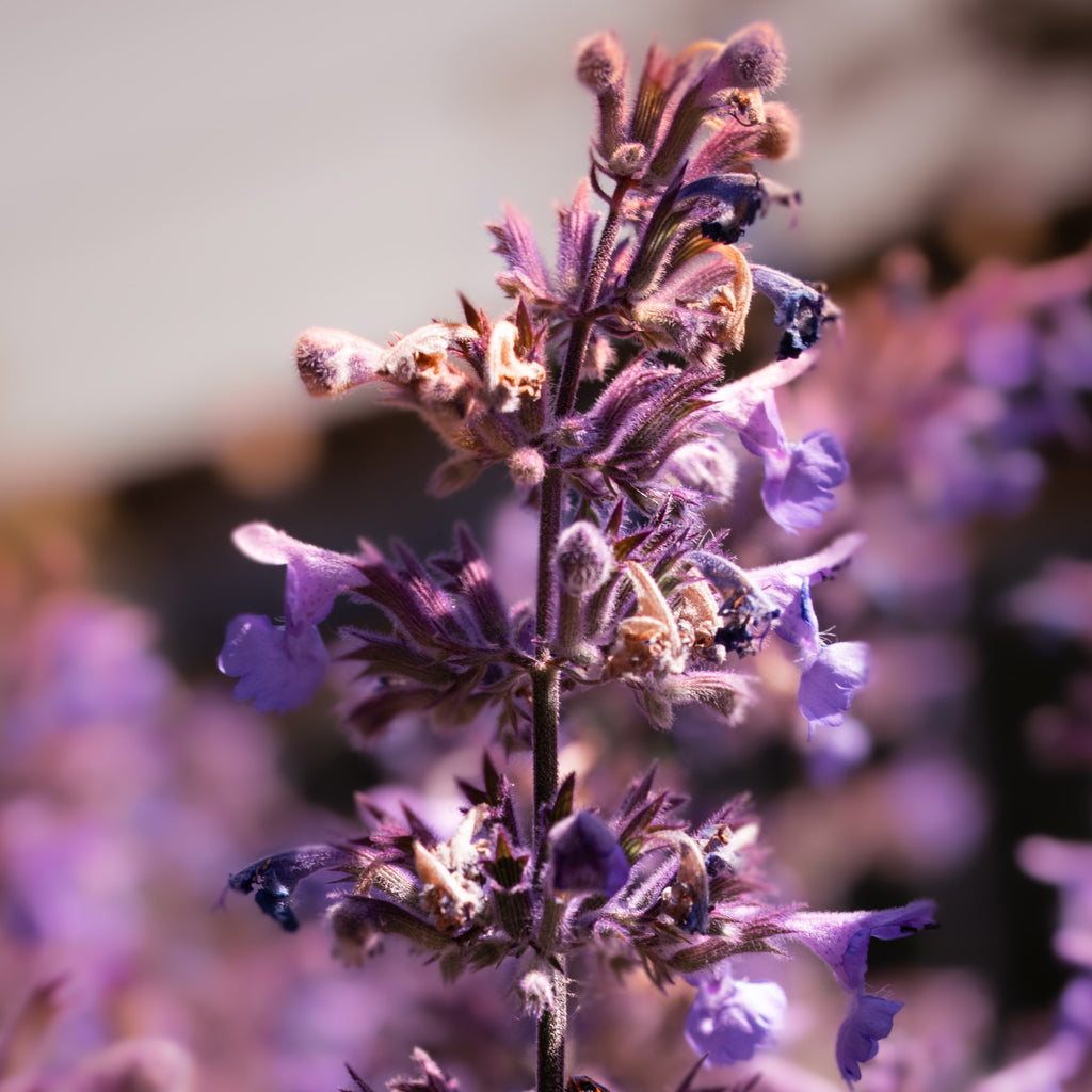 catmint plant seeds Nepeta Blue Panther Catmint Flower Seeds