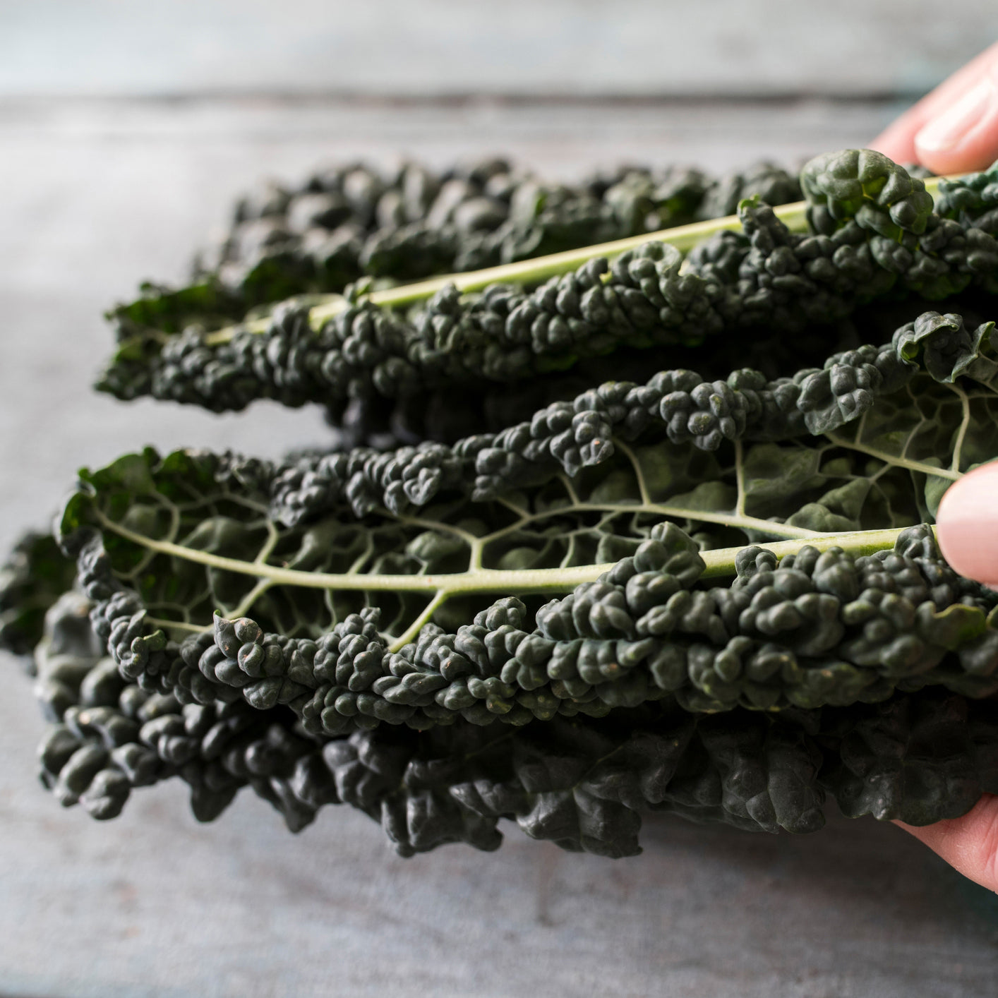 Black Tuscany Cavolo Nero Borecole Kale Vegetable Seeds