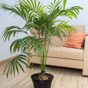 Parlour Palm Tree Chamaedorea Elegans Houseplant Seeds