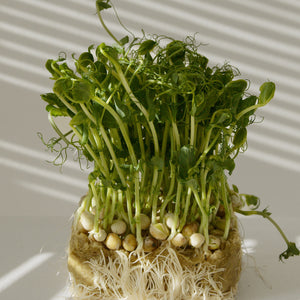 Chickpea Microgreen Seeds