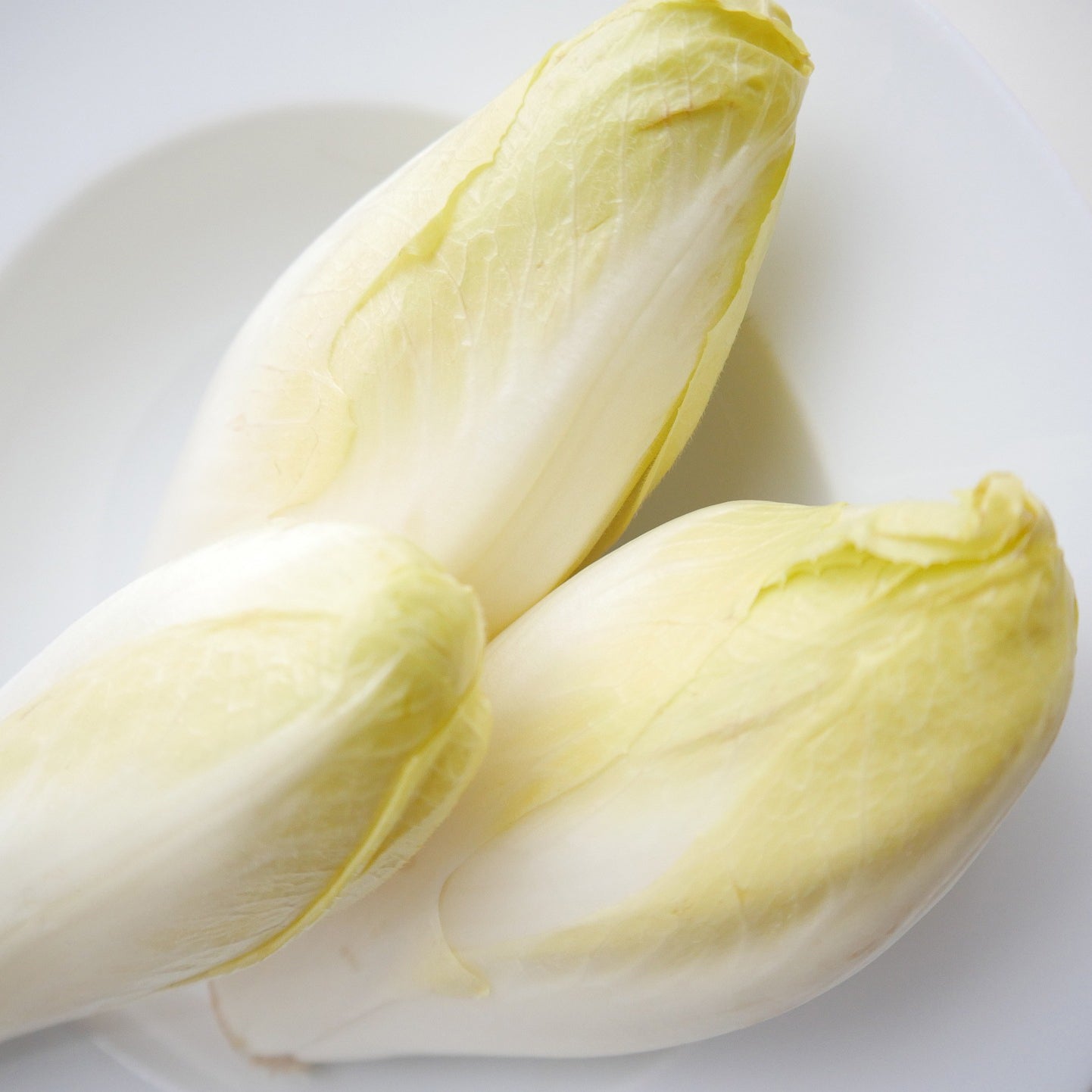 Chicory Brussels Witloof Vegetable Seeds