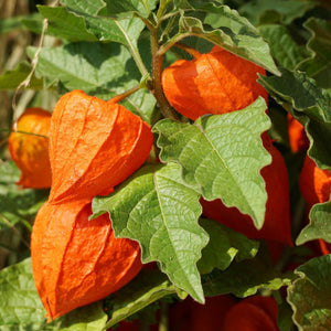 Chinese Lantern Flower Seeds