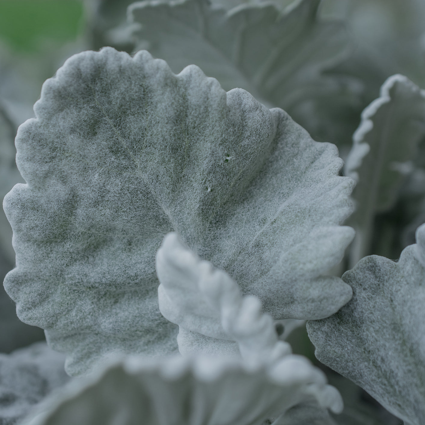 cineraria flower seeds Cineraria Cirrus Silver Flower Seeds – Easy Grow Seeds