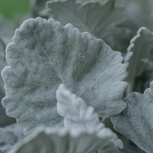 Cineraria Cirrus Silver Flower Seeds