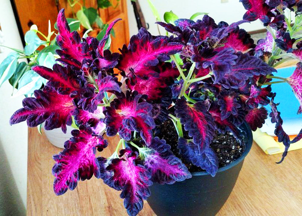coleus bonsai flower leaf plants rainbow dragon seeds garden Coleus Black Dragon Flower Seeds