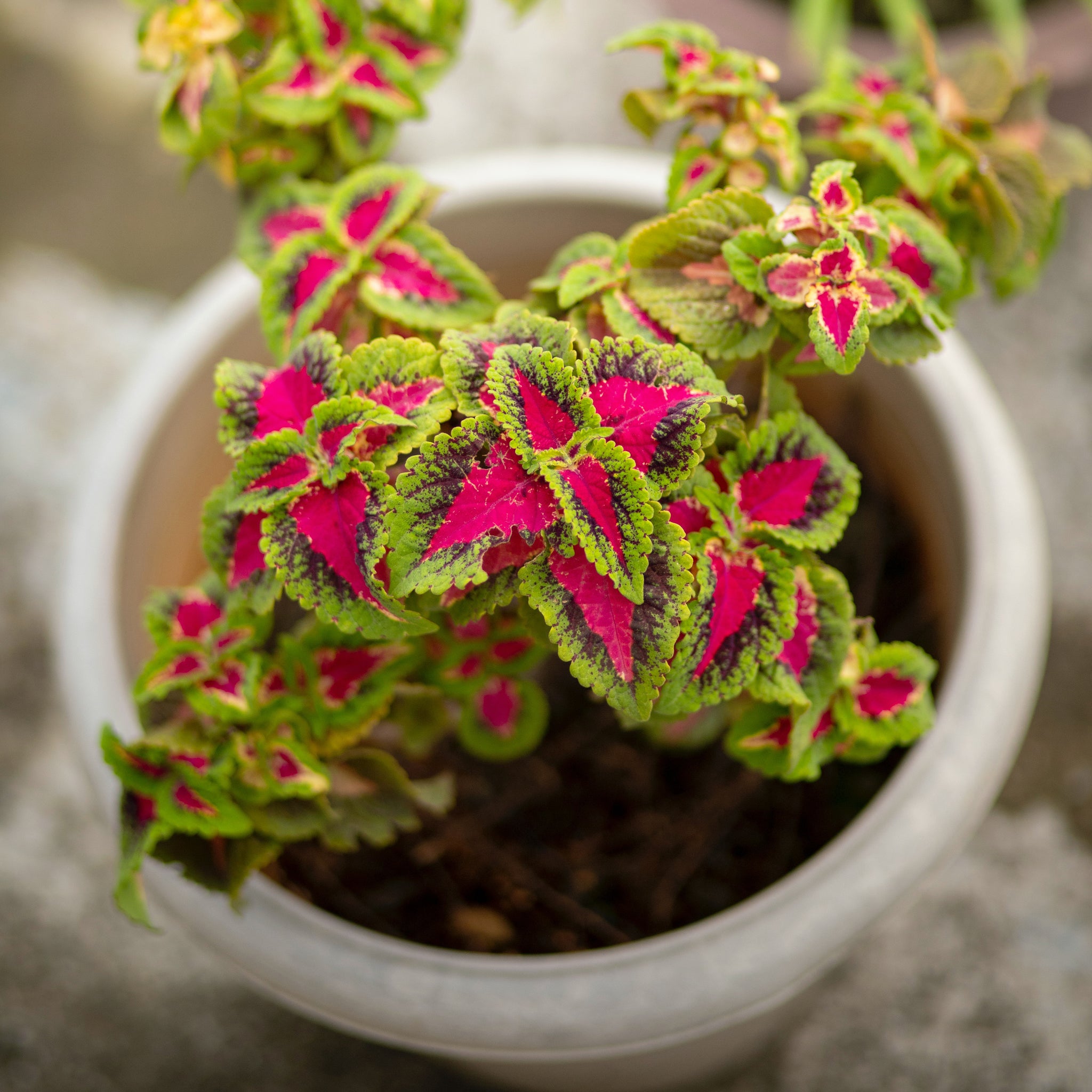 coleus flower seeds Coleus Super Rainbow Mixed Flower Seeds