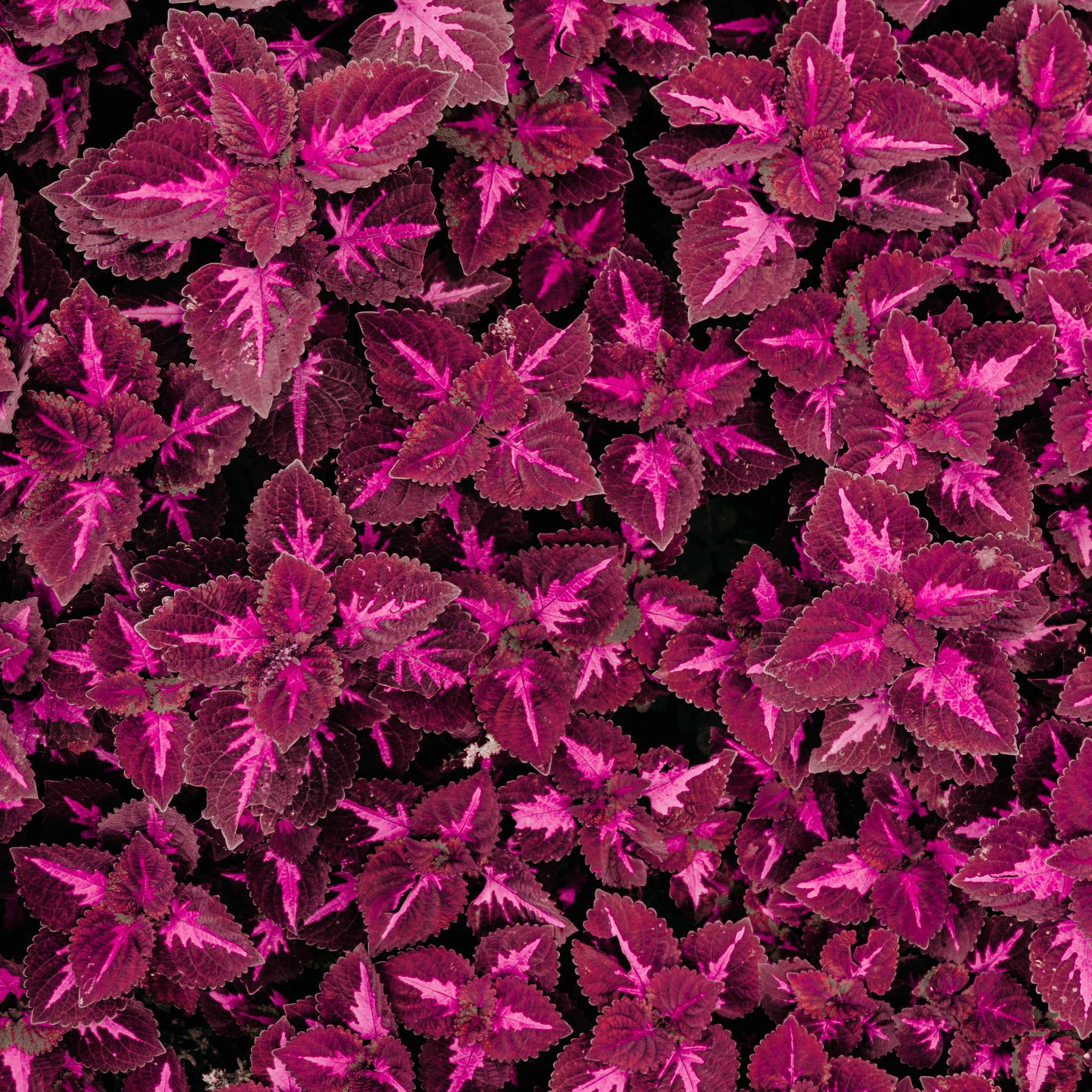 coleus bonsai flower leaf plants rainbow dragon seeds Coleus Black Dragon Flower Seeds – Easy Grow Seeds