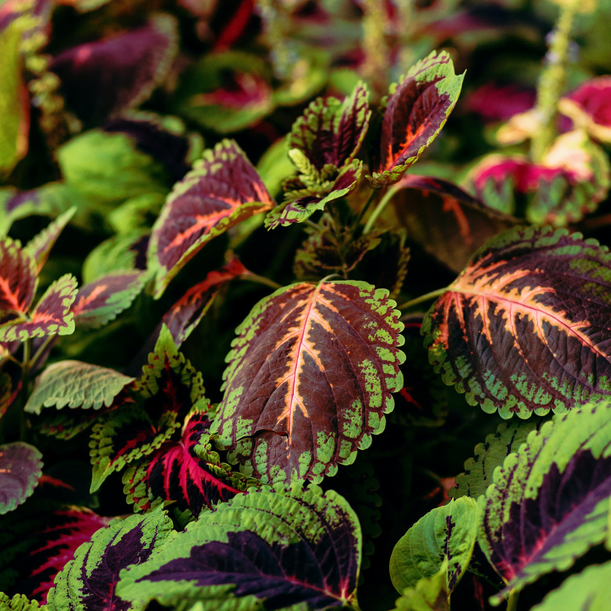 Coleus Wizard Coral Sunrise Flower Seeds – Easy Grow Seeds