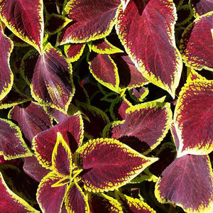 Coleus Wizard Scarlet Flower Seeds