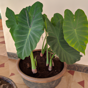 Silver Leaf Dwarf Elephant Ear Colocasia Fallax Houseplant Seeds