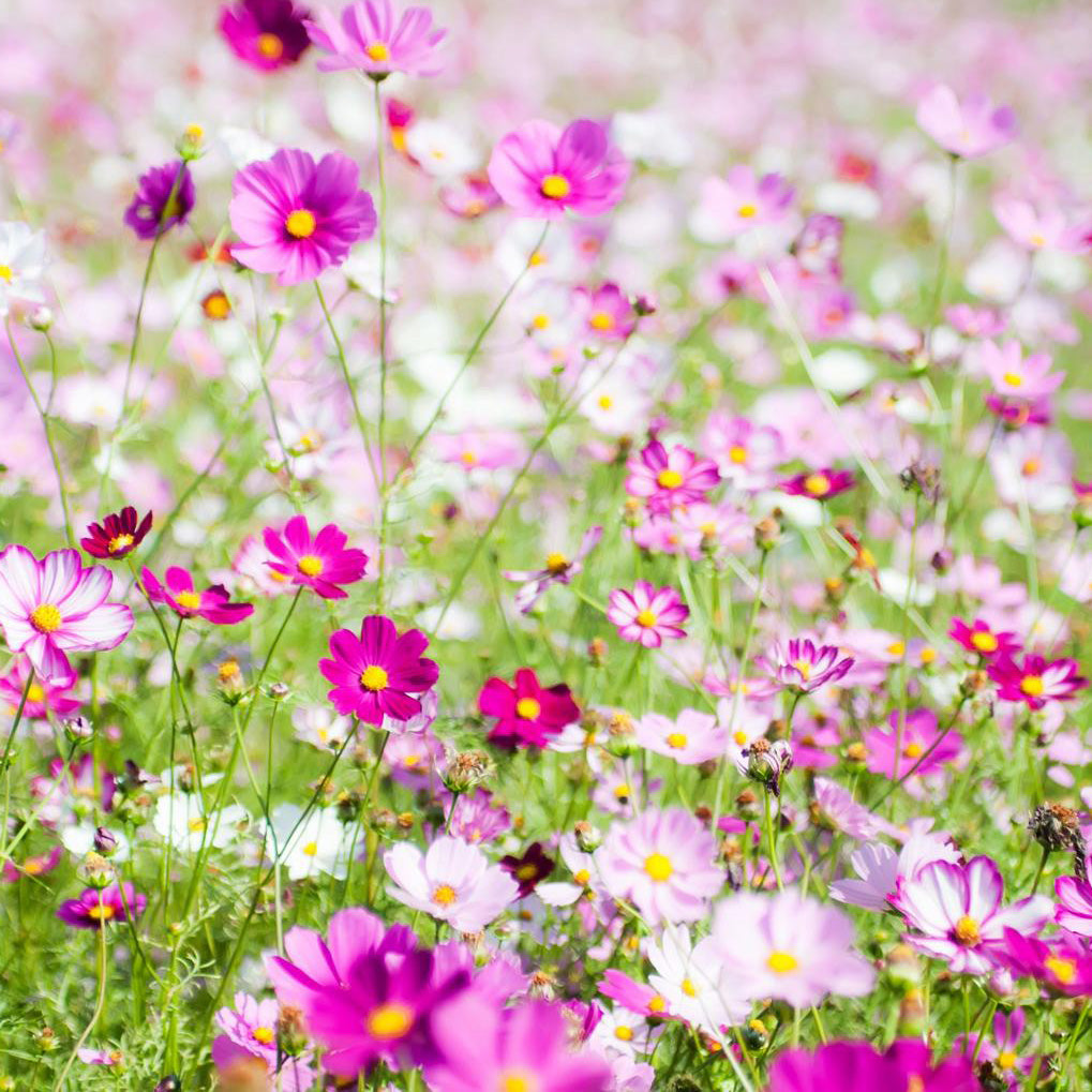 Cosmos Love Song Flower Seeds