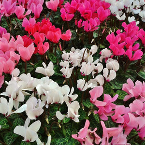 Cyclamen Neopolitanum Mixed Flower Seeds