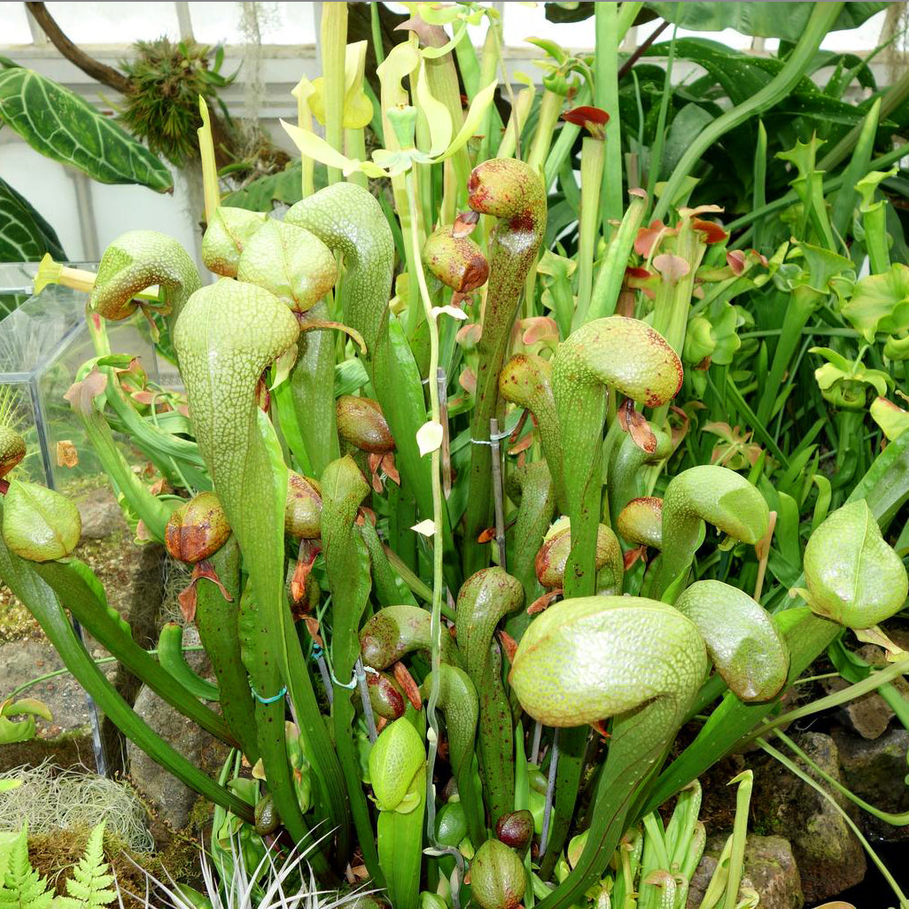 Cobra Lily California Pitcher Plant 'Darlingtonia Californica' Carnivorous Houseplant Seeds