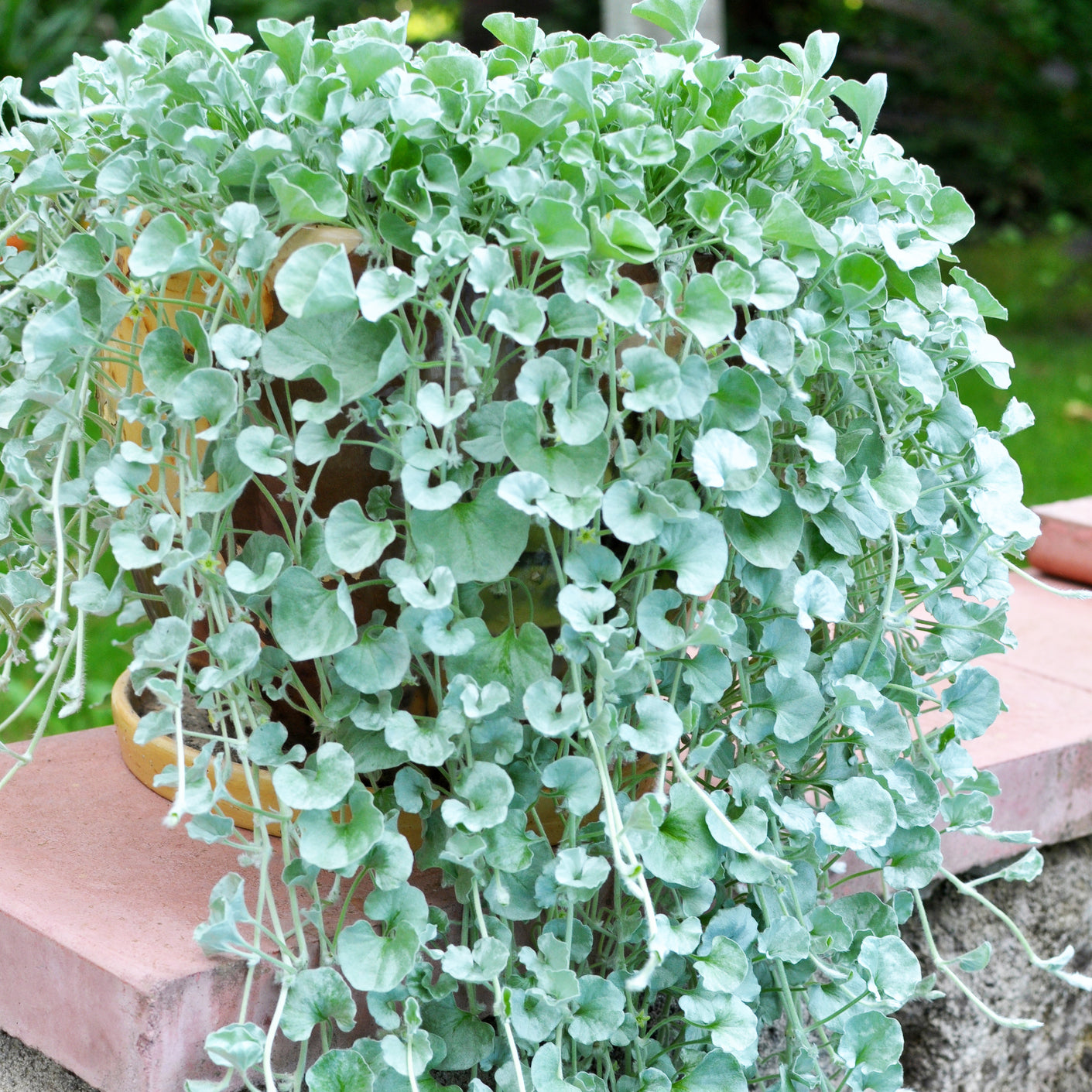 silver falls plant seeds Dichondra Silver Falls Flower Seeds