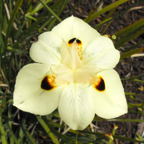 Dietes Bicolor Fortnight Lily Flower Seeds