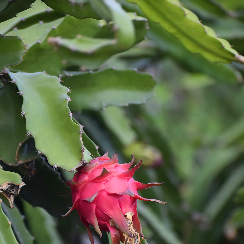fruit succulent Dragon Fruit Succulent Houseplant Seeds