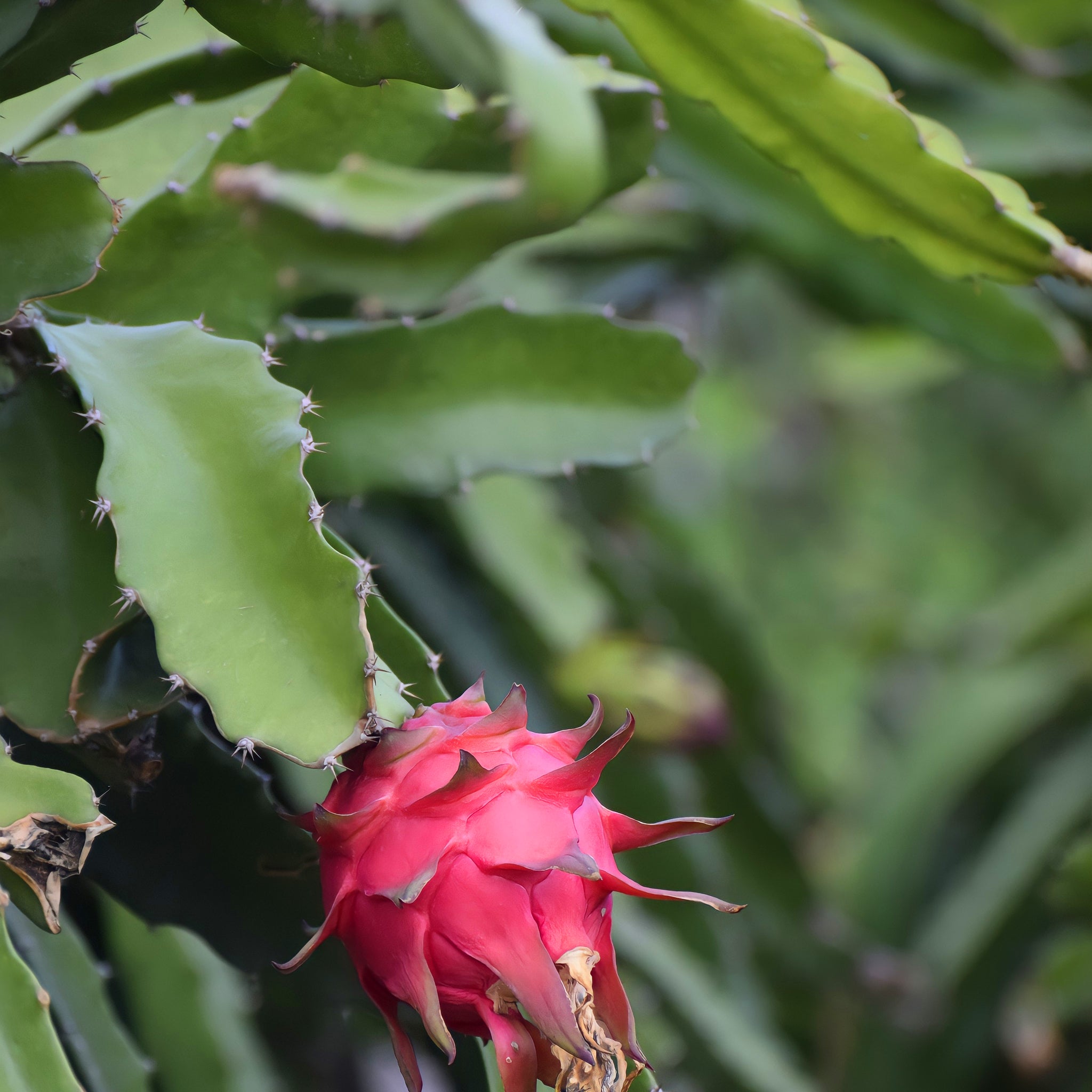succulent dragon plant Dragon Fruit Succulent Houseplant Seeds – Easy Grow Seeds