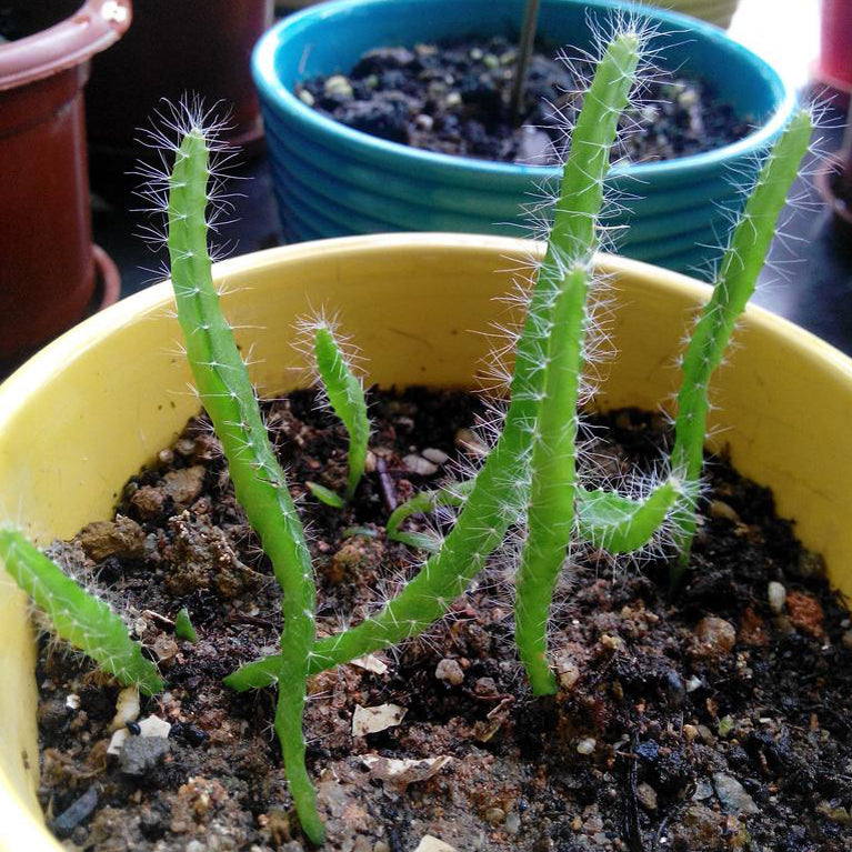 Dragon Fruit Succulent Houseplant Seeds  Easy Grow Seeds