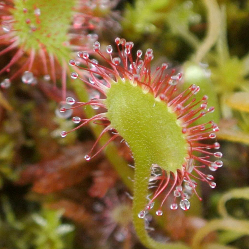 Sundew Drosera Temperate Mixed Species Carnivorous Houseplant Seeds