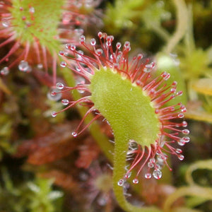 sundew plant seeds Sundew Drosera Temperate Mixed Species Carnivorous Houseplant Seeds – Easy Grow Seeds