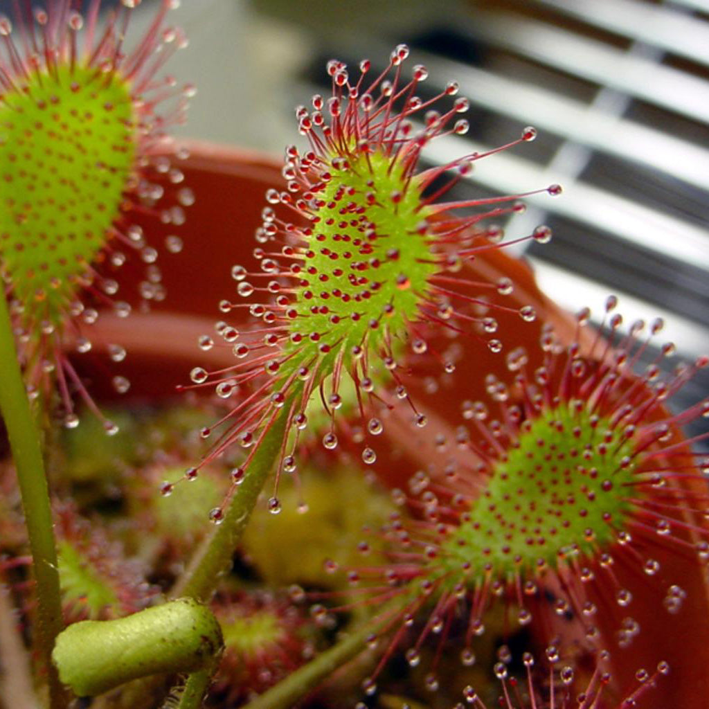 planting sundew seeds Sundew Drosera Temperate Mixed Species Carnivorous Houseplant Seeds – Easy  Grow Seeds