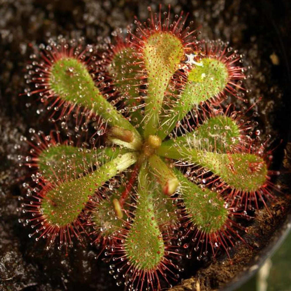 Sundew Drosera Temperate Mixed Species Carnivorous Houseplant Seeds – Easy Grow  Seeds