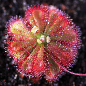 Sundew Drosera Spatulata Carnivorous Houseplant Seeds