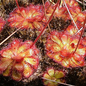 Sundew Drosera Tokaiensis Carnivorous Houseplant Seeds