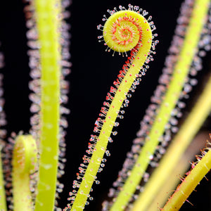 Sundew Drosera Filiformis Carnivorous Houseplant Seeds