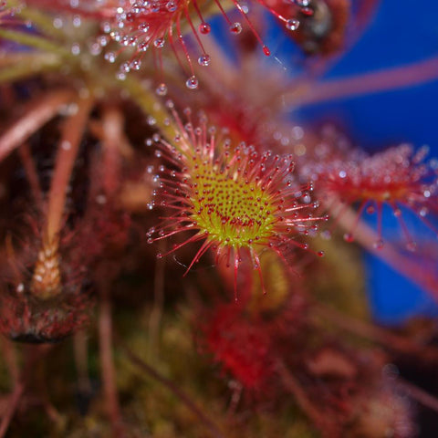 Drosera Intermedia (Florida) Carnivorous Houseplant Seeds